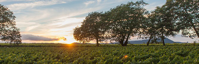 uv ヴィンヤード